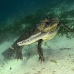 crocodile_american_chiq_jar_v_0438_cub2595.jpg